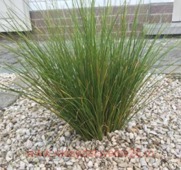 ����� ����������� Phoenix Green 10