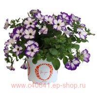  Surprise Blue Star 69