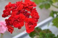   Odensj&#246; Madame Bovary 115