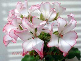 ���������� Carmel 413