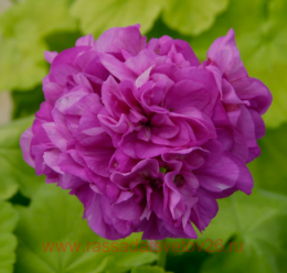 ���������� Jip's Bishop Wood 414