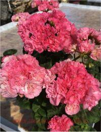 ���������� ��-������ 225