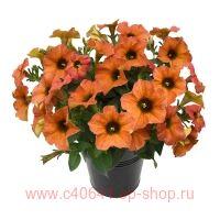   BeautiCal Cinnamon 108