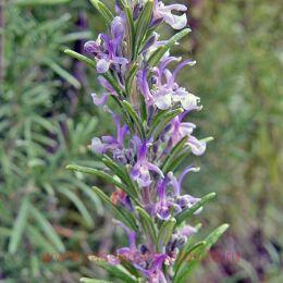   (Rosmarinus officinalis Barbecue) 6