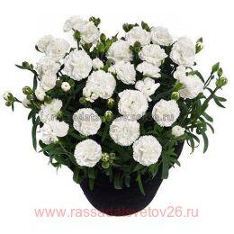  Super Trouper Dinah 43