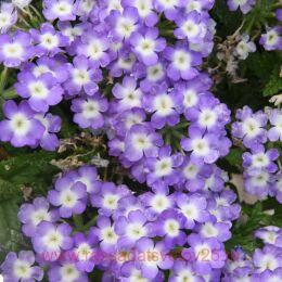   Empress Flair Blue Charme 5