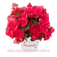   Solenia	Dark Pink 29