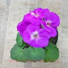 ���������� ���� ������� 424