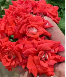 ���������� Painting Roses