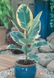 ����� Ficus Tineke 25