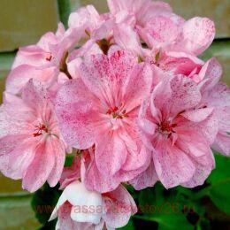 ���������� PAC Mosaic Pink 39