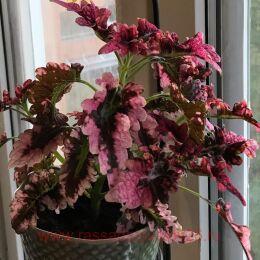  Vicktorian Raffles 33