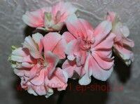 ���������� ���������� Ludwigsburger Flair 98