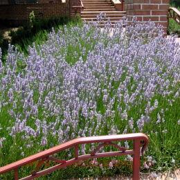   Intermedia Provence 21