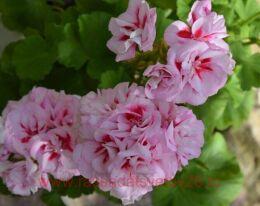 ���������� ��-���� ������ 278