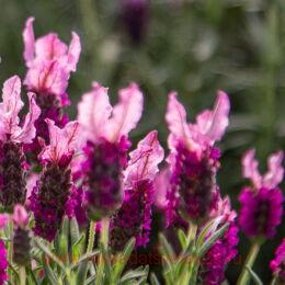  New Madrid Purple 24