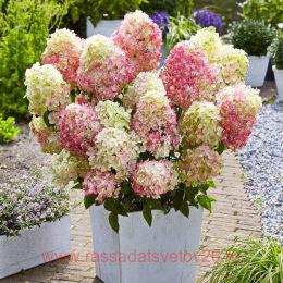   Living Little Blossom 4