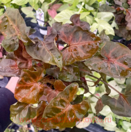 ��������� Syngonium Maria 39