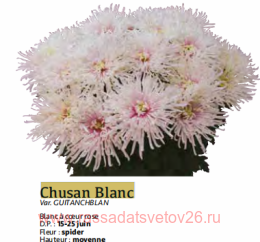 ���������� ������� SAMOURAI Chusan Blanc 31