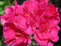 ���������� ������������ Malayka 232