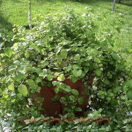   Citrata Orange ( ) 8