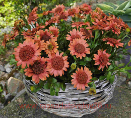 ������������ Flower Power 3D Orange 88