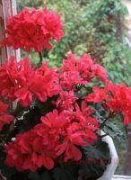 ���������� �������� Brookside Flamenko 187