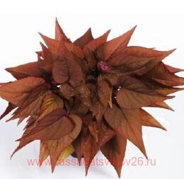  Sweet Georgia Red 32