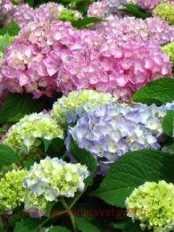   Endless Summer Original 5