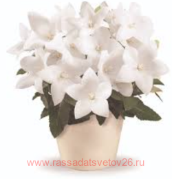 ���������� ��������������� pop star white 5