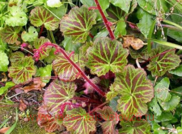 ���������� ����������� Maroon Beauty 22