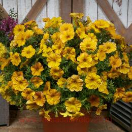  BeautiCal Yellow Sun 7