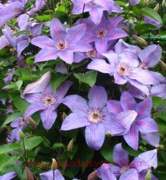 �������� Minister 45