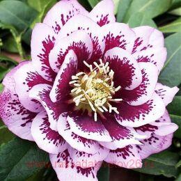  Double Ellen Pink Spotted 9