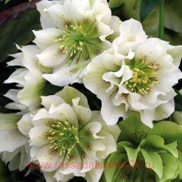  Double Ellen White 2