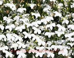  Curacao Basket 	White 5