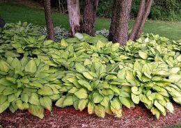  Yellow Polka Dot Bikini 60
