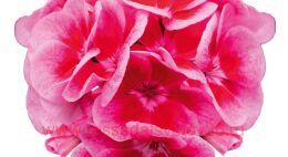 ���������� Sel. Moonlight Thelma 125