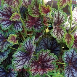  Beauty Color ( ) 127