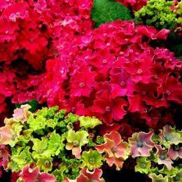   Curly Sparkle 	Red 136