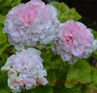 ���������� ��-������ 248