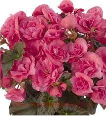  Solenia Light Pink 45