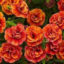  Aloha Double Orange 47