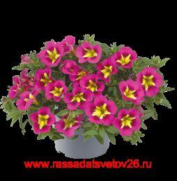 ���������� Cabaret Early Bumble Bee Hot Pink 10