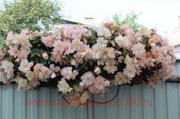   I&#180;CONIA Miss Montreal 48