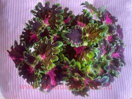  Colorful Duckfoot 104