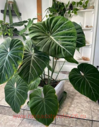 ����������� Philodendron Gloriosum 35