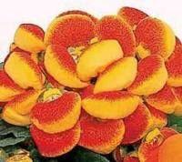  Dainty RED &amp; YELLOW 3