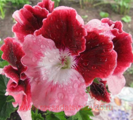   Strawberry Sunday 46