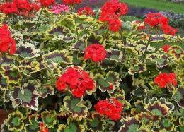 ���������� ������������� Mrs.Pollock 7